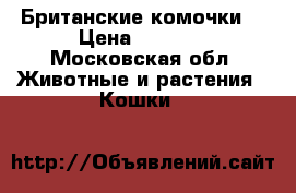 Британские комочки. › Цена ­ 5 000 - Московская обл. Животные и растения » Кошки   